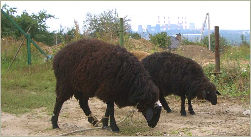 Баран и овца